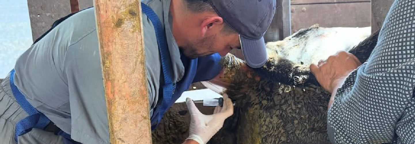 INSEMINACIÓN ARTIFICIAL EN BOVINOS