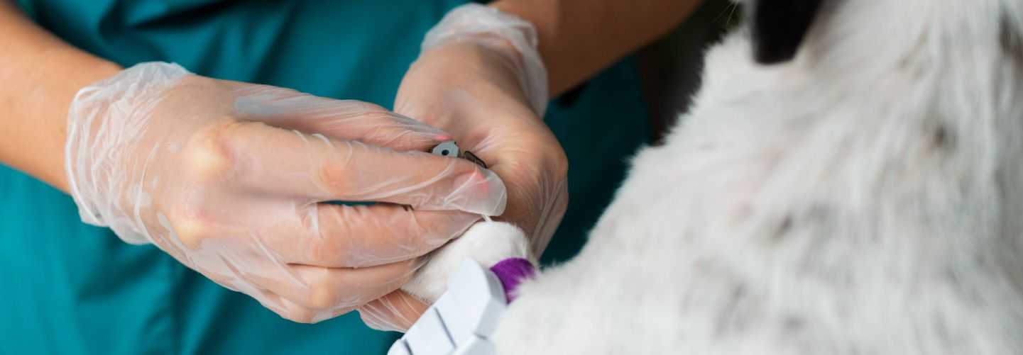 APLICACIÓN DEL OZONO EN MEDICINA VETERINARIA