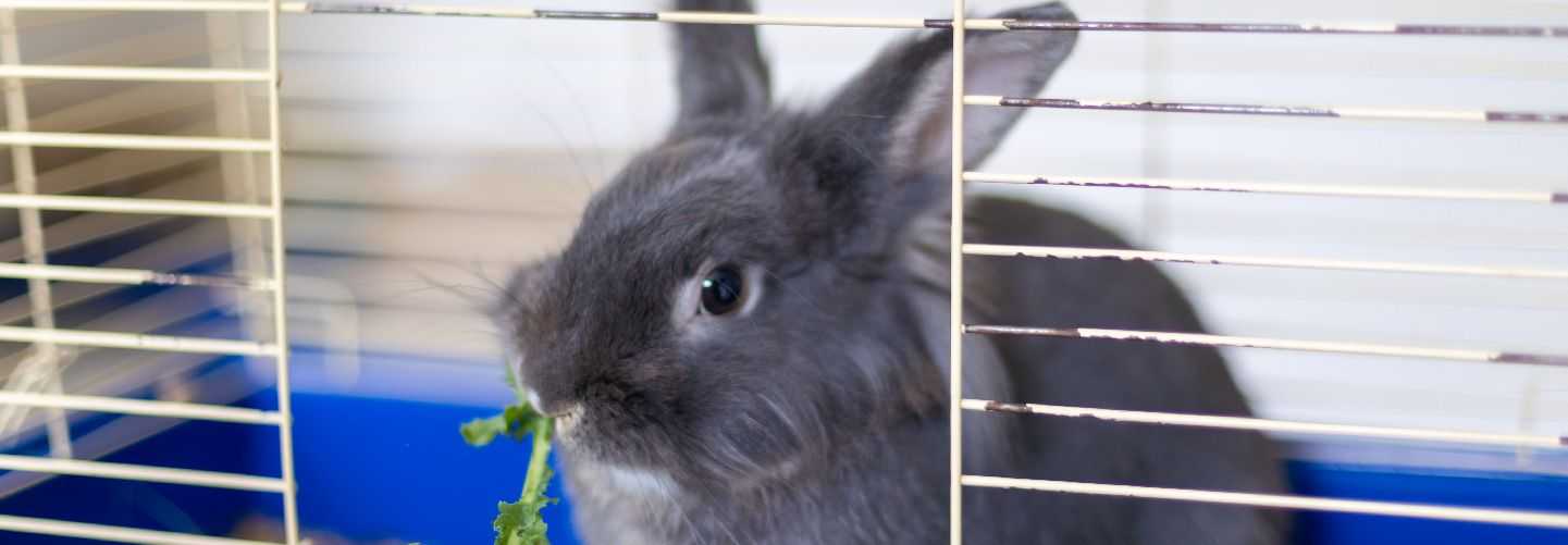 ENDOCRINOLOGÍA DE PEQUEÑOS ANIMALES