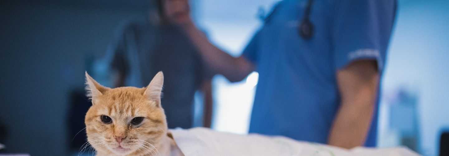 DIPLOMATURA EN CIRUGÍA DE TEJIDOS BLANDOS EN PEQUEÑOS ANIMALES