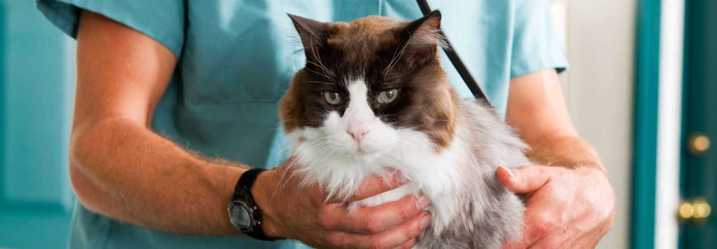 DIPLOMATURA EN TERAPIA FÍSICA Y REHABILITACION EN PEQUEÑOS ANIMALES