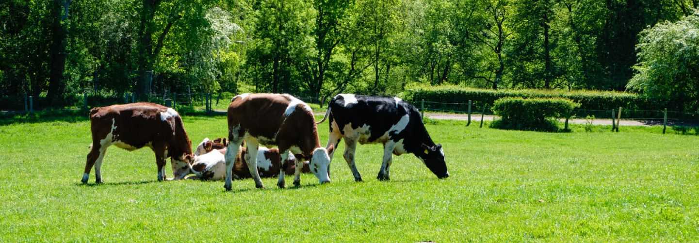 DIPLOMATURA EN MANEJO INTELIGENTE DE PASTURAS