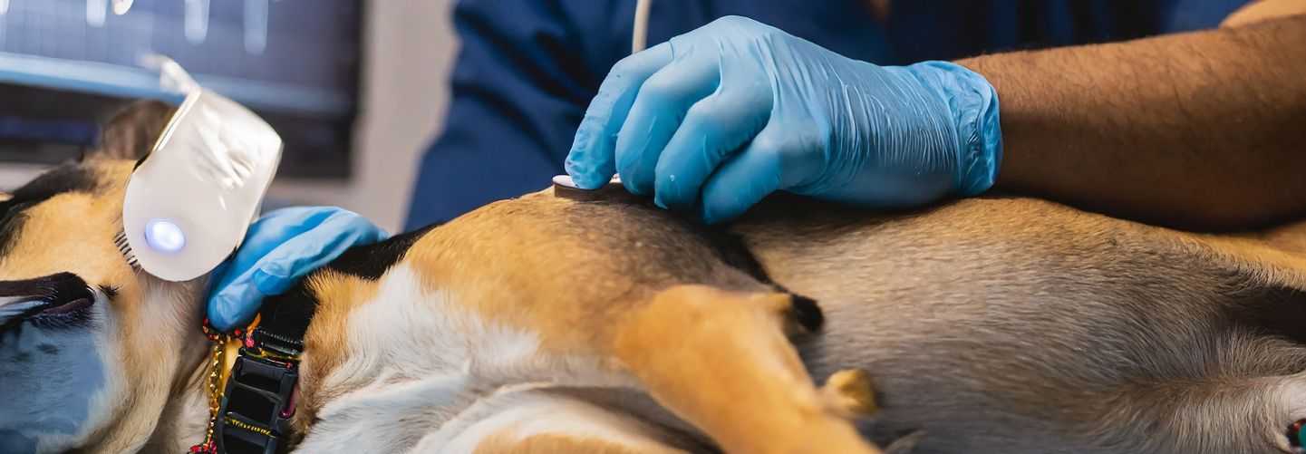 ONCOLOGÍA EN PEQUEÑOS ANIMALES