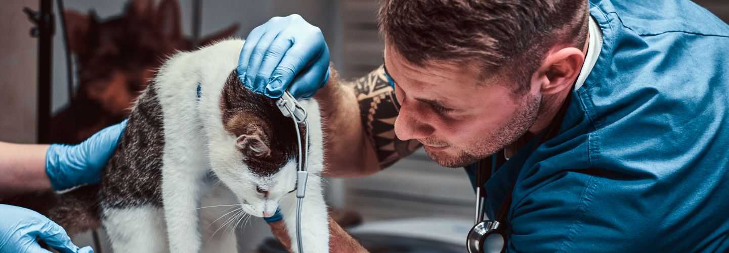 MEDICINA VETERINARIA LEGAL. VETERINARIA FORENSE