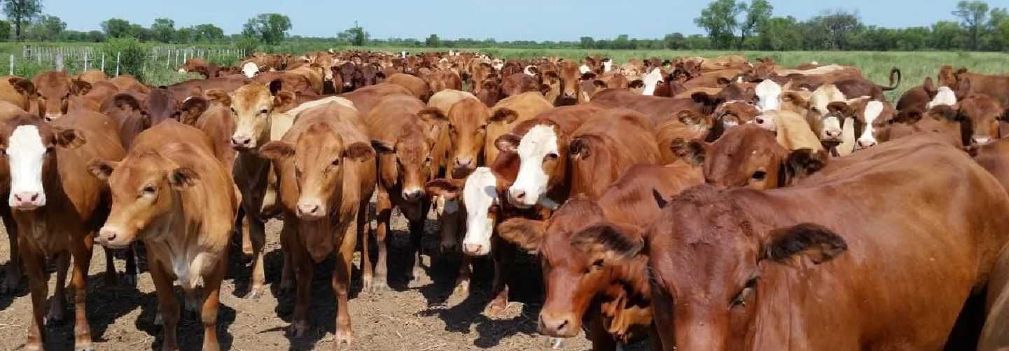PRINCIPALES FACTORES QUE AFECTAN LA REPRODUCCIÓN EN BOVINOS PARA CARNE