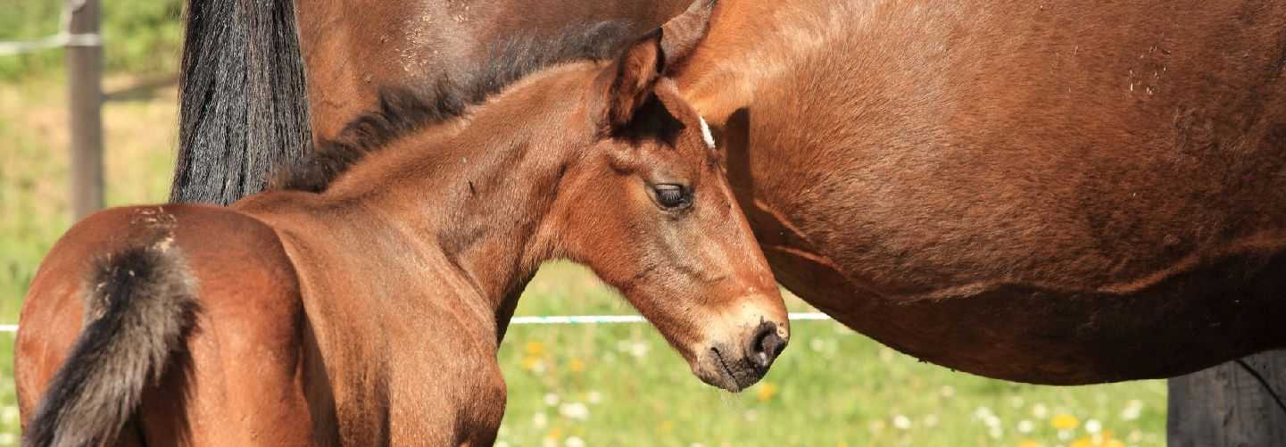 NEONATOLOGÍA Y PEDIATRÍA EQUINA "DEL ÚTERO AL STUD"