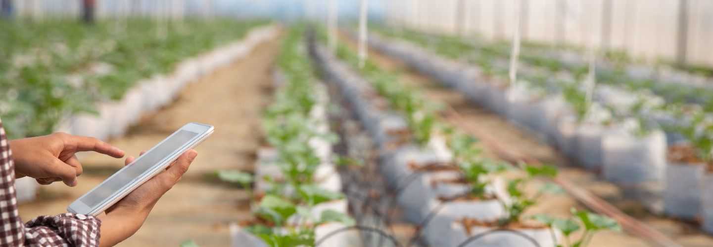 DIRECCIÓN ESTRATÉGICA DE LOS AGRONEGOCIOS II